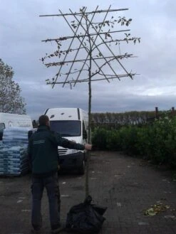 Sierappel Als Leiboom (Malus 'Evereste') 11 Sierappel Als Leiboom (Malus 'Evereste') -Groene Pracht malus evereste lei