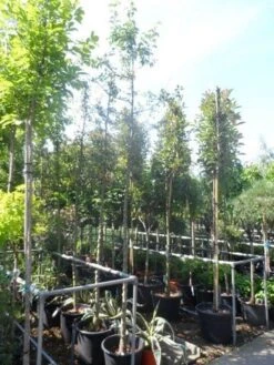 Sierappel (Malus 'Golden Hornet') 9 Sierappel (Malus 'Golden Hornet') -Groene Pracht malus golden hornet 10 12ho cont