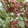 Sierappel (Malus 'John Downie') 1 Sierappel (Malus 'John Downie') -Groene Pracht malus john downie01