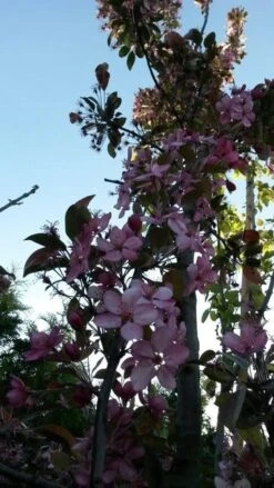 Sierappel (Malus 'Liset') -Groene Pracht malus liset