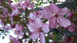 Sierappel (Malus 'Rudolf') -Groene Pracht malus liset 2 1