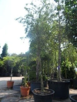 Sierappel (Malus 'Red Sentinel') 13 Sierappel (Malus 'Red Sentinel') -Groene Pracht malus red sentinel 25 30ho c500