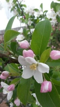 Sierappel (Malus 'Red Sentinel') 12 Sierappel (Malus 'Red Sentinel') -Groene Pracht malus red sentinel 2