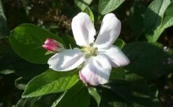 Appelboom (Malus Domestica 'Elstar') 11 Appelboom (Malus Domestica 'Elstar') -Groene Pracht maluselstarbloesem01 2