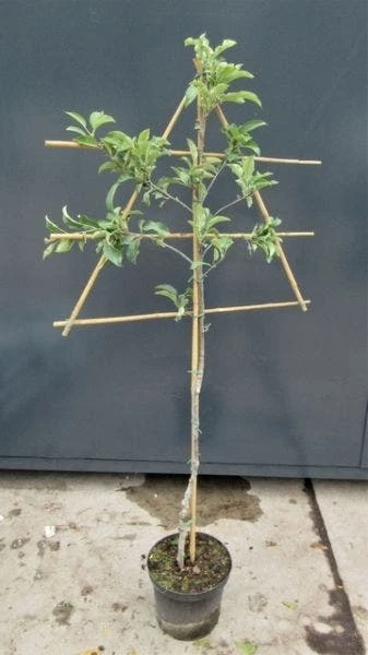 Lei-Appel (Malus Domestica 'Ecolette') 5 Lei-Appel (Malus Domestica 'Ecolette') - Afbeelding 3