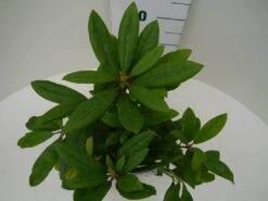 Rhododendron (Rhododendron 'Marcel Menard') -Groene Pracht marcel mennard c2 boven