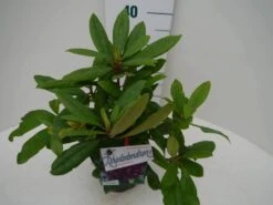 Rhododendron (Rhododendron 'Marcel Menard') -Groene Pracht marcel mennard c2 zij