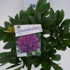 Rhododendron (Rhododendron 'Marcel Menard') -Groene Pracht marcel mennard c5 boven