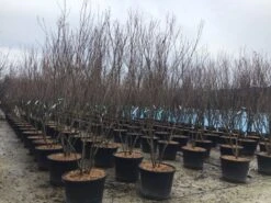 Meerstammige Kornoelje (Cornus Kousa 'Milky Way') -Groene Pracht meerstamcornusmilkyway