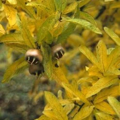 Mispel (Mespilus Germanica) 16 Mispel (Mespilus Germanica) -Groene Pracht megerman 9