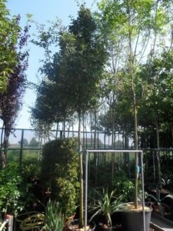 Mispel (Mespilus Germanica) 19 Mispel (Mespilus Germanica) -Groene Pracht mespilus germanica 12 14 16ho cont