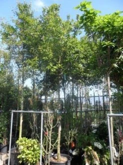 Mispel (Mespilus Germanica) 17 Mispel (Mespilus Germanica) -Groene Pracht mespilus germanica 18 20ho cont