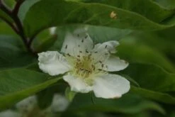 Mispel (Mespilus Germanica) 15 Mispel (Mespilus Germanica) -Groene Pracht mespilus germanica 3