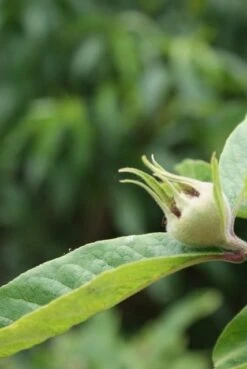 Mispel (Mespilus Germanica) 13 Mispel (Mespilus Germanica) -Groene Pracht mespilus germanica 5