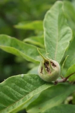 Mispel (Mespilus Germanica) 18 Mispel (Mespilus Germanica) -Groene Pracht mespilus germanica 6