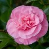 Camelia (Camellia Japonica 'Marie Bracey') 2 Camelia (Camellia Japonica 'Marie Bracey') -Groene Pracht moja01193