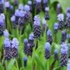 Kaboutermutsjes (Muscari Latifolium) 2 Kaboutermutsjes (Muscari Latifolium) -Groene Pracht muscari latifolium 14