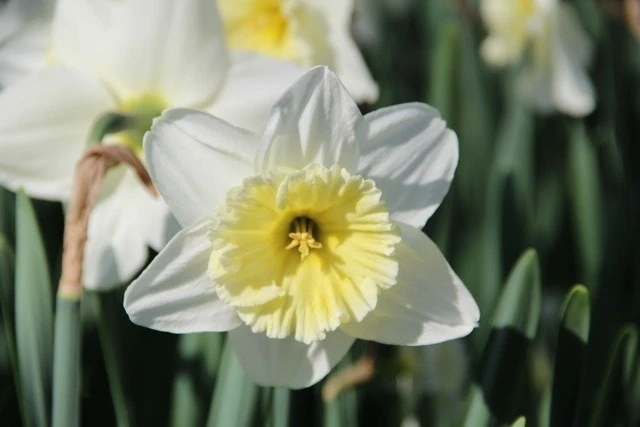 Narcis (Narcissus 'Ice Follies') 3 Narcis (Narcissus 'Ice Follies')