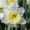 Narcis (Narcissus 'Ice Follies') 2 Narcis (Narcissus 'Ice Follies') -Groene Pracht narcissus icefollies 3