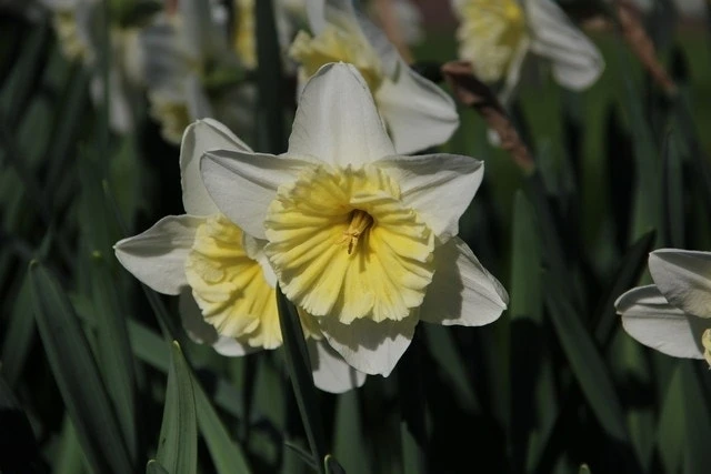 Narcis (Narcissus 'Ice Follies') 4 Narcis (Narcissus 'Ice Follies') - Afbeelding 2