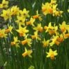 Narcis (Narcissus 'Jetfire') 2 Narcis (Narcissus 'Jetfire') -Groene Pracht narcissus jetfire 5 1