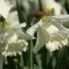 Narcis (Narcissus 'Mount Hood') 2 Narcis (Narcissus 'Mount Hood') -Groene Pracht narcissus mounthood