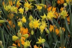 Narcis (Narcissus 'Rip Van Winkle') 7 Narcis (Narcissus 'Rip Van Winkle') -Groene Pracht narcissus ripvanwinkle 6 1
