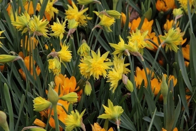 Narcis (Narcissus 'Rip Van Winkle') 5 Narcis (Narcissus 'Rip Van Winkle') - Afbeelding 3