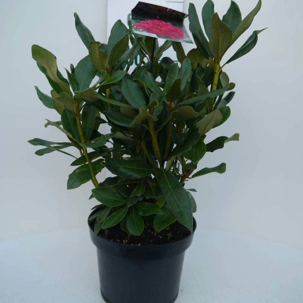 Rhododendron (Rhododendron 'Nova Zembla') 7 Rhododendron (Rhododendron 'Nova Zembla') - Afbeelding 5