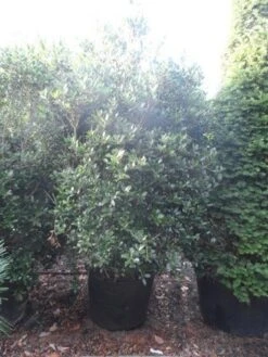 Schijnhulst (Osmanthus Heterophyllus) -Groene Pracht osmanthus heterophyllus 175 200 c160 extra 1