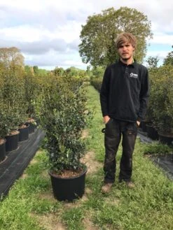 Schijnhulst (Osmanthus Heterophyllus) -Groene Pracht osmanthus heterophyllus h100120cm 1
