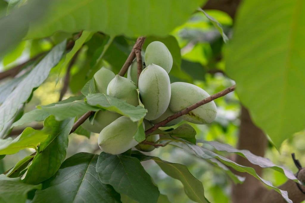 Pawpaw (Asimina Triloba) 4 Pawpaw (Asimina Triloba) - Afbeelding 2
