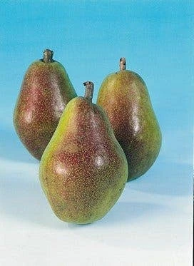 Lei-Peer (Pyrus Communis 'Bonne Louise D'Avranches') 4 Lei-Peer (Pyrus Communis 'Bonne Louise D'Avranches') - Afbeelding 2