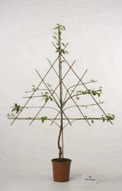 Lei-Peer (Pyrus Communis 'Clapp's Favourite') 7 Lei-Peer (Pyrus Communis 'Clapp's Favourite') -Groene Pracht peer leirek 2 2