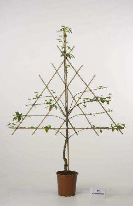 Lei-Peer (Pyrus Communis 'Concorde') 4 Lei-Peer (Pyrus Communis 'Concorde') - Afbeelding 2