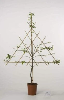 Lei-Peer (Pyrus Communis 'Zoete Brederode') 8 Lei-Peer (Pyrus Communis 'Zoete Brederode') -Groene Pracht peer leirek 2 9