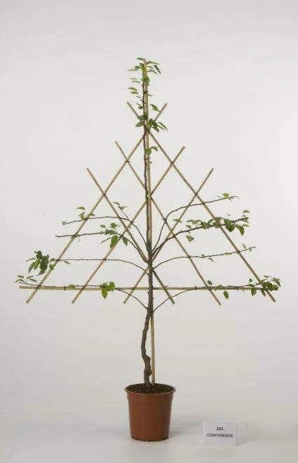 Lei-Peer (Pyrus Communis 'Zoete Brederode') 5 Lei-Peer (Pyrus Communis 'Zoete Brederode') - Afbeelding 3