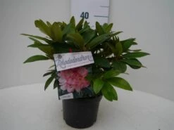 Rhododendron (Rhododendron 'Percy Wiseman') -Groene Pracht percy wiseman c2 voor