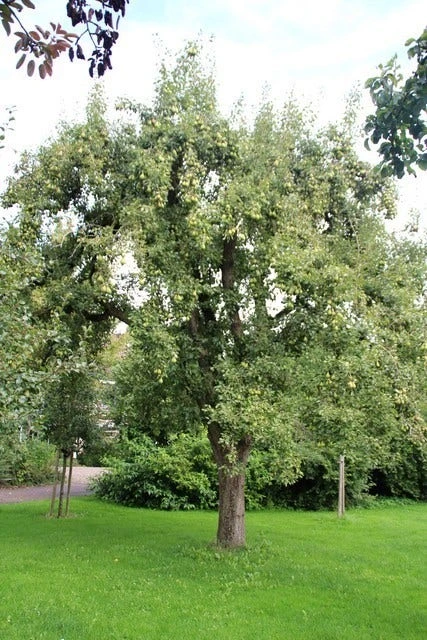 Wilde Perenboom (Pyrus Communis) 9 Wilde Perenboom (Pyrus Communis) - Afbeelding 7