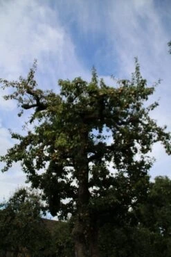 Wilde Perenboom (Pyrus Communis) 24 Wilde Perenboom (Pyrus Communis) -Groene Pracht perenboom 4