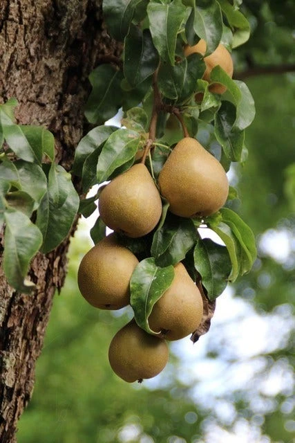 Wilde Perenboom (Pyrus Communis) 7 Wilde Perenboom (Pyrus Communis) - Afbeelding 5