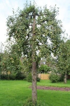Wilde Perenboom (Pyrus Communis) 25 Wilde Perenboom (Pyrus Communis) -Groene Pracht perenboom 6