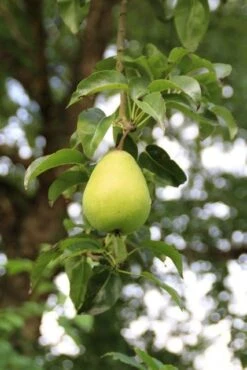Wilde Perenboom (Pyrus Communis) 22 Wilde Perenboom (Pyrus Communis) -Groene Pracht perenboom 7