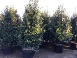 Camelia (Camellia Japonica ‘Perfection White’) 9 Camelia (Camellia Japonica ‘Perfection White’) -Groene Pracht perfectionwhite200cm