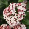 Groenblijvende Sneeuwbal (Viburnum Tinus 'Eve Price') 1 Groenblijvende Sneeuwbal (Viburnum Tinus 'Eve Price') -Groene Pracht phbe06702 2