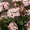 Sneeuwbal (Viburnum Tinus 'Lisa Rose') 2 Sneeuwbal (Viburnum Tinus 'Lisa Rose') -Groene Pracht phbe06704