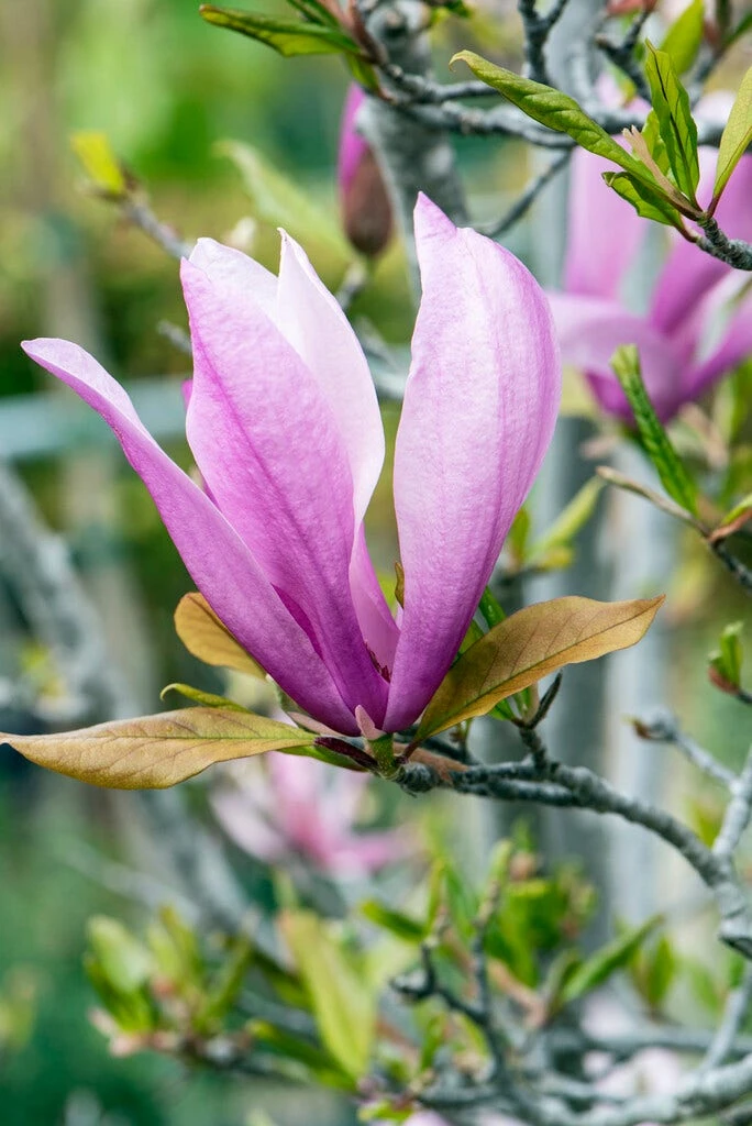 Meerstammige Beverboom (Magnolia 'Susan') 5 Meerstammige Beverboom (Magnolia 'Susan') - Afbeelding 3