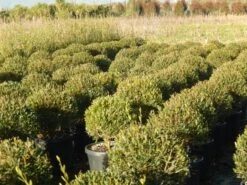 Steenlinde Als Bol (Phillyrea Angustifolia) 15 Steenlinde Als Bol (Phillyrea Angustifolia) -Groene Pracht phillyrea angustifolia 1