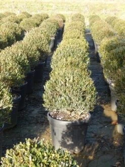 Steenlinde Als Bol (Phillyrea Angustifolia) 14 Steenlinde Als Bol (Phillyrea Angustifolia) -Groene Pracht phillyrea angustifolia 3