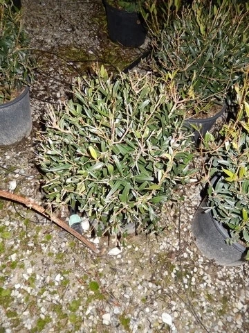 Steenlinde Als Bol (Phillyrea Angustifolia) 5 Steenlinde Als Bol (Phillyrea Angustifolia) - Afbeelding 3